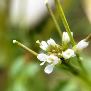 ムスカリ,ウグイスカグラ,タネツケバナ,シレネピンクパンサー,鉢植えの画像