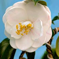 花のある暮らし,今日のお花,花いろいろ,おうち園芸,棚の画像