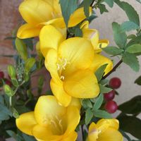 コデマリ,ヒペリカム,フリージア,生け花,玄関アプローチの画像