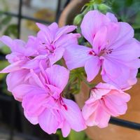 アイビーゼラニウム,ゼラニウム,ピンクの花,花のある暮らし,がんばる♡の画像