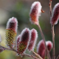 ネコヤナギ,雌雄異株,庭木・花木,木曜モフモフの画像