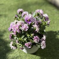 パンジー,ビオラ,ビオラ ポンゼヴェールCoCo,ガーデニング,ビオラ・パンジーの画像