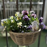 ビオラ,zaijinビオラ,ガーデニング,ビオラ・パンジー,カルナックの画像