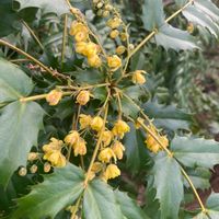 ヒイラギナンテンの画像