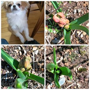 地植え,花のある暮らし,楽しみです,私の癒やし,駐車場の花壇にの画像