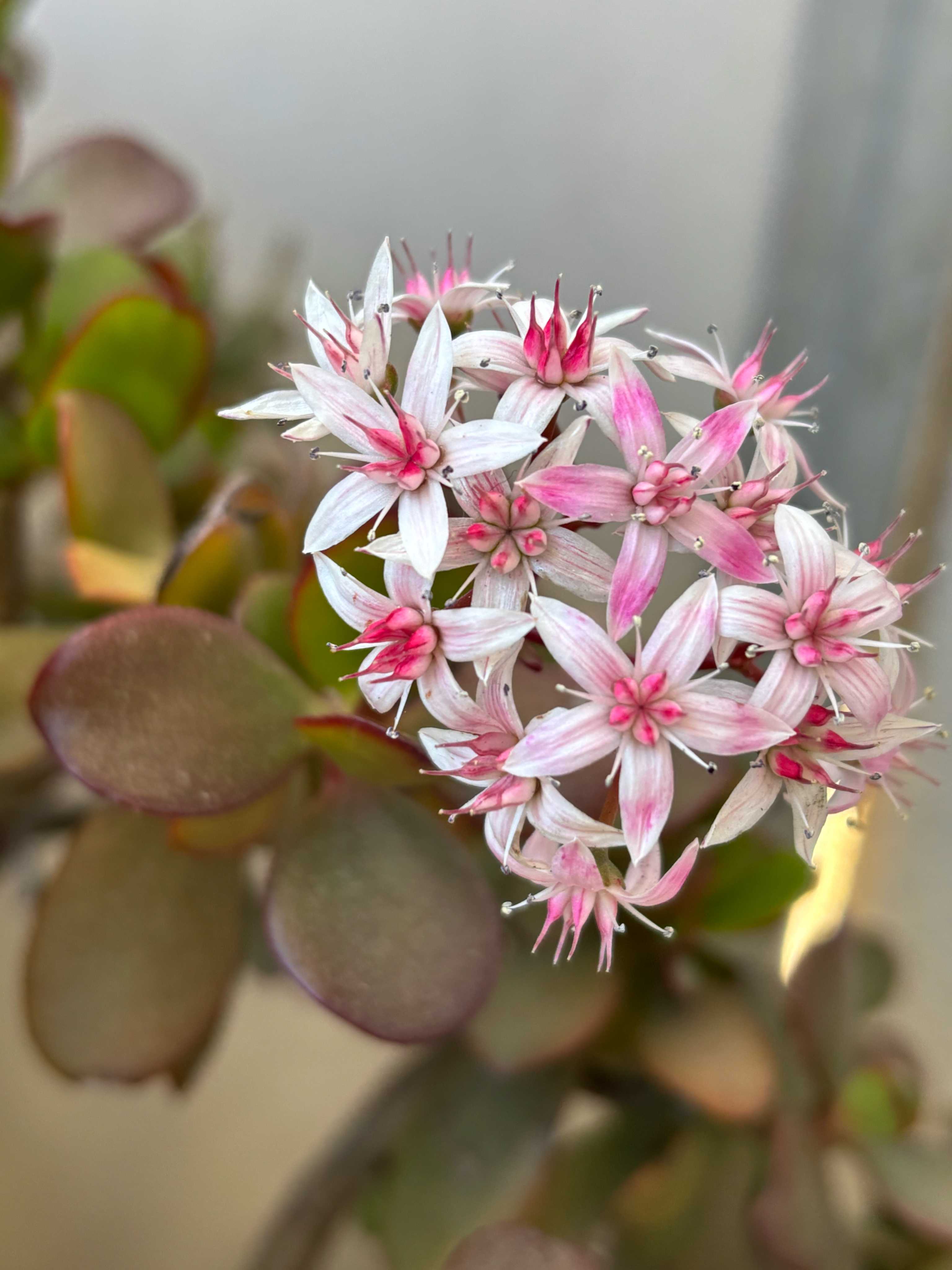 カランコエテッサまろまろ様確認用 カランコエテッサまろまろ様確認用 カランコエ属 'Tessa'の育て