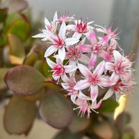紅稚児,金のなる木,リプサリス,茜の塔,カランコエ テッサの画像