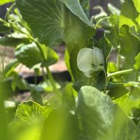 スナップエンドウ,細マッチョ,虫食い,ダーニング,なんちゃって菜園の画像