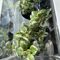プレクトランサス,アロマティカス,アロマティカス斑入り,多肉植物の画像
