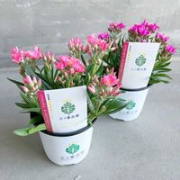 ヘリクリサム,ヘリクリサムローズビューティー,ヘリクリサムローズビューティー,ガーデニング,花のある暮らしの画像