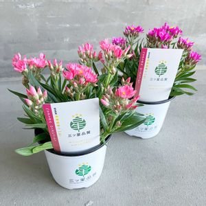 ヘリクリサム,ヘリクリサムローズビューティー,ヘリクリサムローズビューティー,ガーデニング,花のある暮らしの画像