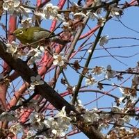 ウメ,サクランボ,自宅の庭,oriの自由なピンクの日,２０２０年５月同期の画像