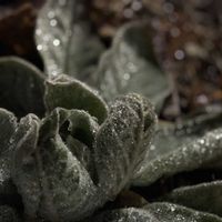 ラムズイヤー,花壇,千葉,富山の画像