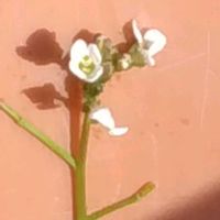 タネツケバナ,タネツケバナ,山野草,癒し,花のある暮らしの画像