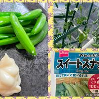スナップエンドウ,スナップエンドウ,ベランダガーデニングの画像
