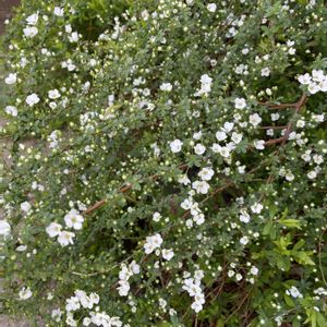 ユキヤナギ,地植え,玄関アプローチの画像