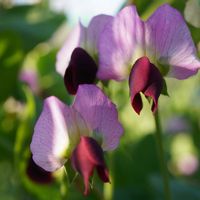 エンドウ,一年草,マクロ撮影,緑のある暮らし,食用の画像