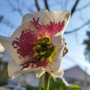 クリスマスローズ,鉢植え,地植え,ガーデニング,神戸っ子だョ‼️全員集合の画像