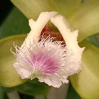 バニラ,バニラ　プラニフォリア,ラン展,筑波実験植物園の画像