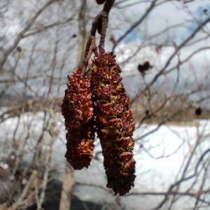 ハンノキ(雄花）,ハンノキの実,ハンノキ,ハンノキ,北海道の画像