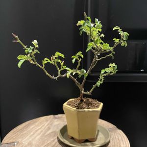 バラ,謎の薔薇,ベランダ,その他エクステリアの画像