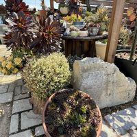 ブロウメアナ,センペルビウム,多肉植物,アエオニウム寄せ植え,センペルビウムの寄せ植えの画像
