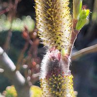 ネコヤナギ,鉢植え,可愛い〜♡,花のある暮らし,おうち園芸の画像