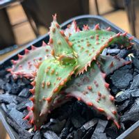多肉植物,アロエ属の画像