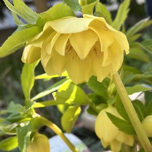クリスマスローズ,地植え,ネコ好き,花のある暮らし,ダブル咲きの画像