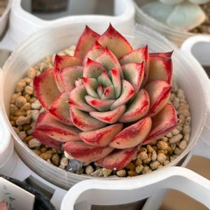 多肉植物,植え替え,多肉中毒,多肉生活,植物好きの画像