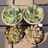 チワワエンシス,雪雛,ヘラクレス,エイプス,多肉植物の画像