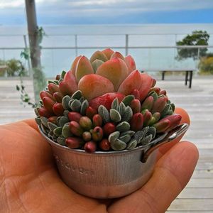 セダム,寄せ植え,多肉植物,アーティストの画像