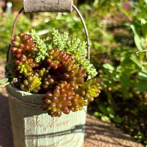 セダム,レッドベリー,ミルキーウェイ,多肉植物,多肉植物寄せ植えの画像