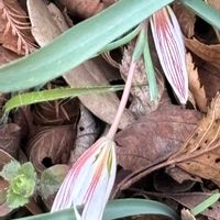 カタクリ,カタクリ,ネコヤナギ,アマナ,ハシバミの雄花の画像
