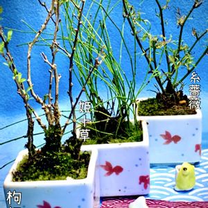 盆栽,小品盆栽,iPhone撮影,草物盆栽,スマホ撮影の画像