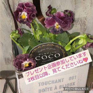 くるみ,寄せ植え,多肉植物,ドライフラワー,多肉寄せ植えの画像