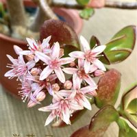 カネノナルキ,桜花月,多肉植物,開花,癒しの画像