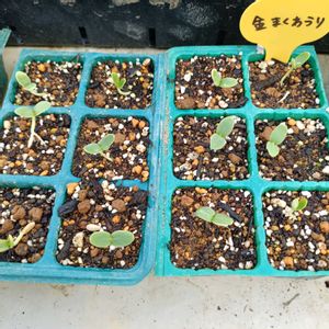 タイガーメロン,金マクワウリ,自家製野菜,栽培記録,農業女子の画像