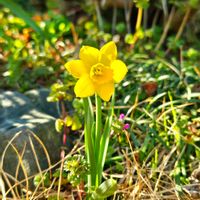 キンセンカ,スイセン,ハボタン,ヒメリュウキンカ,ヒメリュウキンカの画像