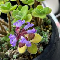 アロマティカス,多肉植物,花芽,みっちゃんちのアロマティカスの画像