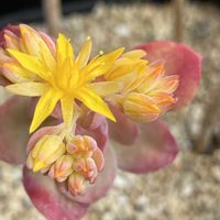 レッドベリー,薄化粧,多肉植物,ベランダの画像