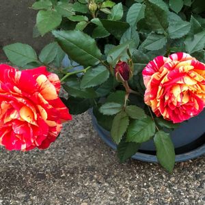 バラ,花のある暮らし,赤い花♡,綺麗な花♡,黄色のお花♡の画像