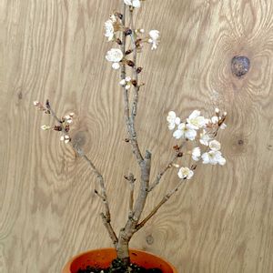 サクランボ,庭桜,盆栽,ミニ盆栽,挿し木の画像