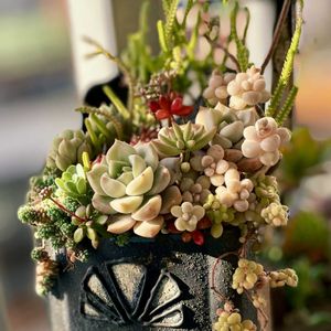 寄せ植え,多肉植物,多肉植物寄せ植え,多肉寄せ植え,多肉植物のある暮らしの画像