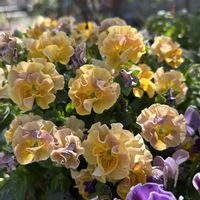 寄せ植え,ビオラ・パンジー,お気に入り♥,バンキングバスケット,小さな庭の画像
