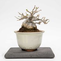 ウメモドキ,盆栽の画像