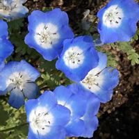 寄せ植え,一年草,ブルーの花,原産地 北アメリカ,ムラサキ科ネモフィラ属の画像