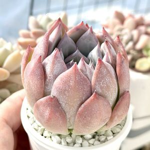 ワイルドコロラータ,成長記録 ワイルドコロラータ,神奈川タニラー,多肉男子,バルコニー/ベランダの画像