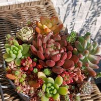 寄せ植え,多肉植物の画像