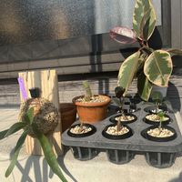 サボテン,ビカクシダ,アデニウム,フィカス,観葉植物の画像